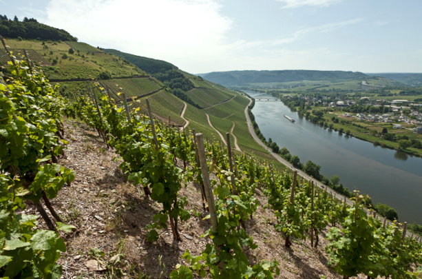 Deutscher Wein online kaufen